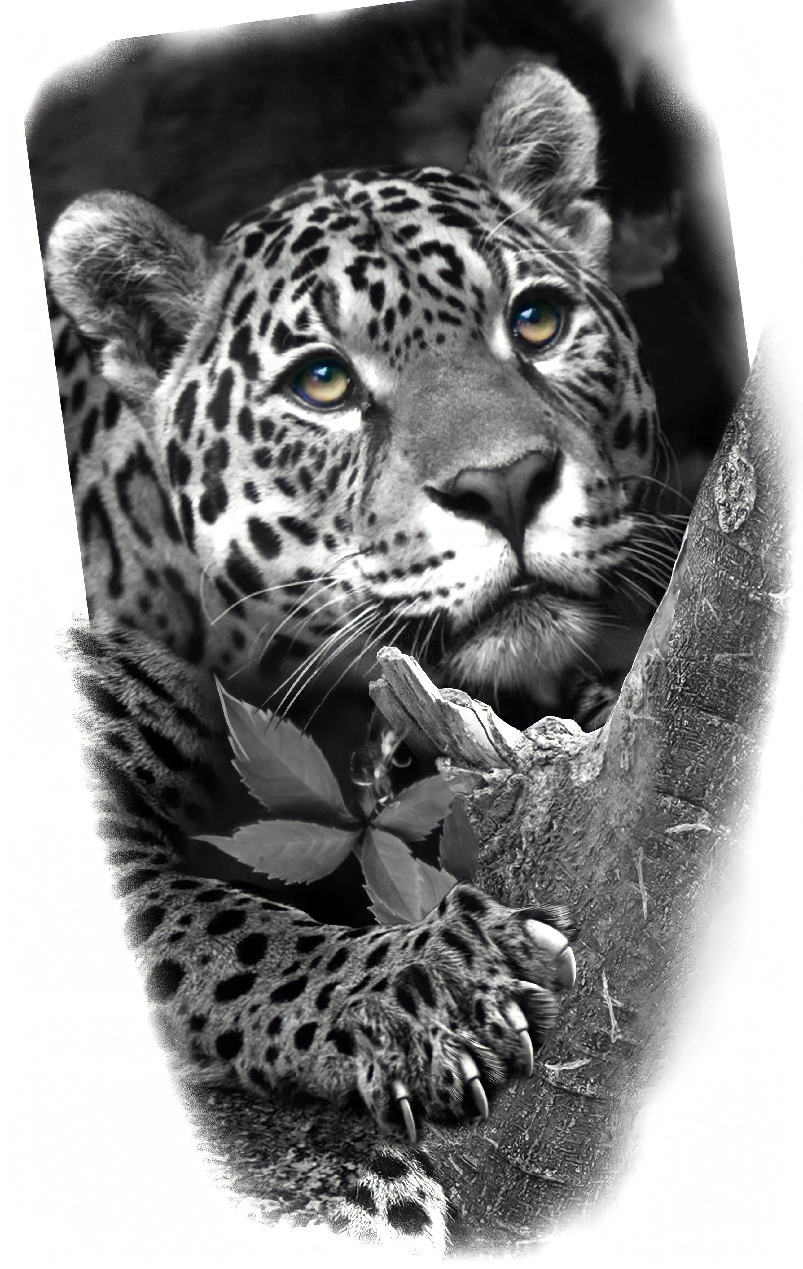 Black and White Mobile Art of Leopard Looking Up Wallpaper