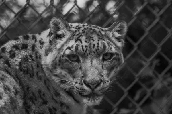 Black and White Photo of Leopard Behind Wire Fence