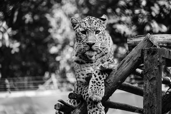 Black and White Photo Shows Leopard Climbing Wooden Post