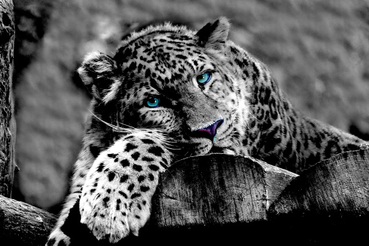 Black and White Wallpaper of Leopard with Blue Eyes Image