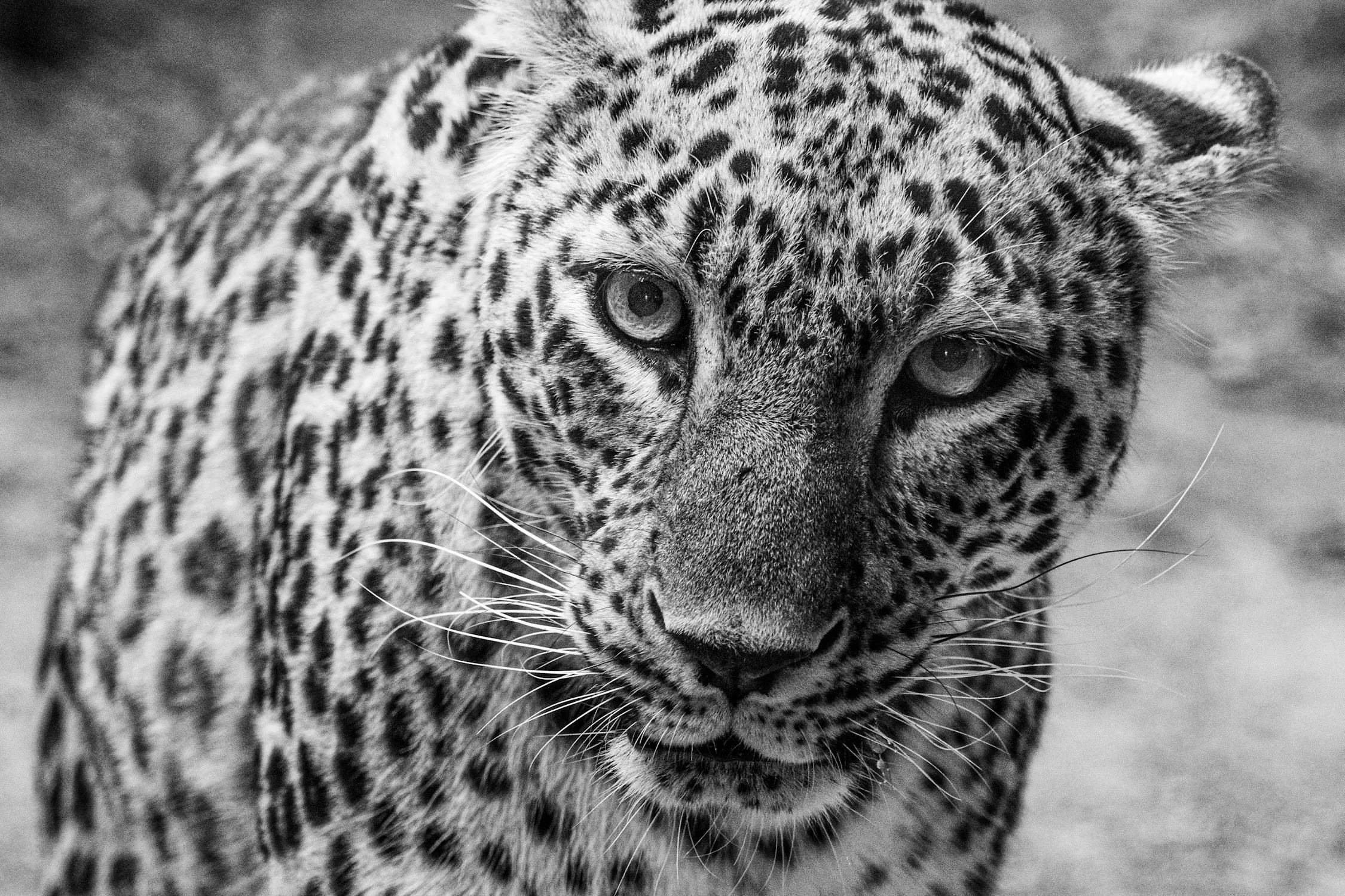 Black and White HD Wallpaper of Leopard Looking Deeply