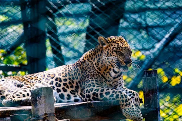Bold Leopard Resting on Wooden Fence in Zoo HD Wallpaper