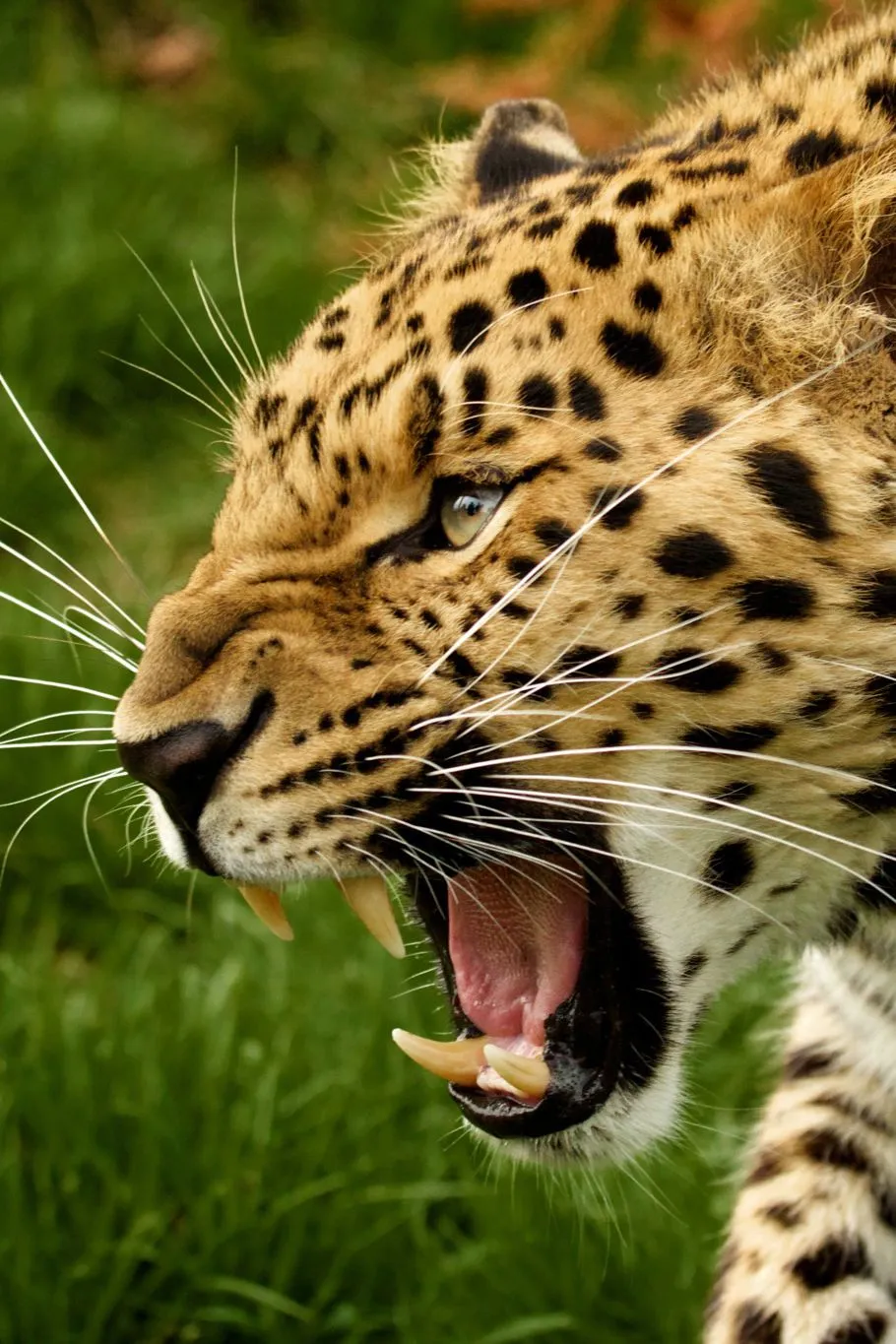 Bold Leopard Roaring Fiercely with an Open Mouth Widely