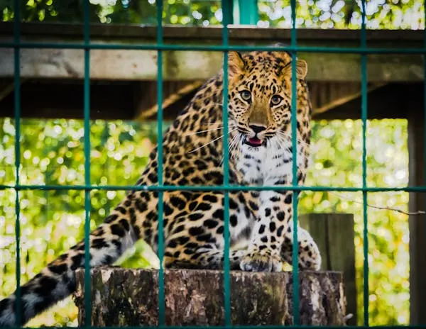 Bold Leopard Staring Out Through Bars in Green Wire Fence