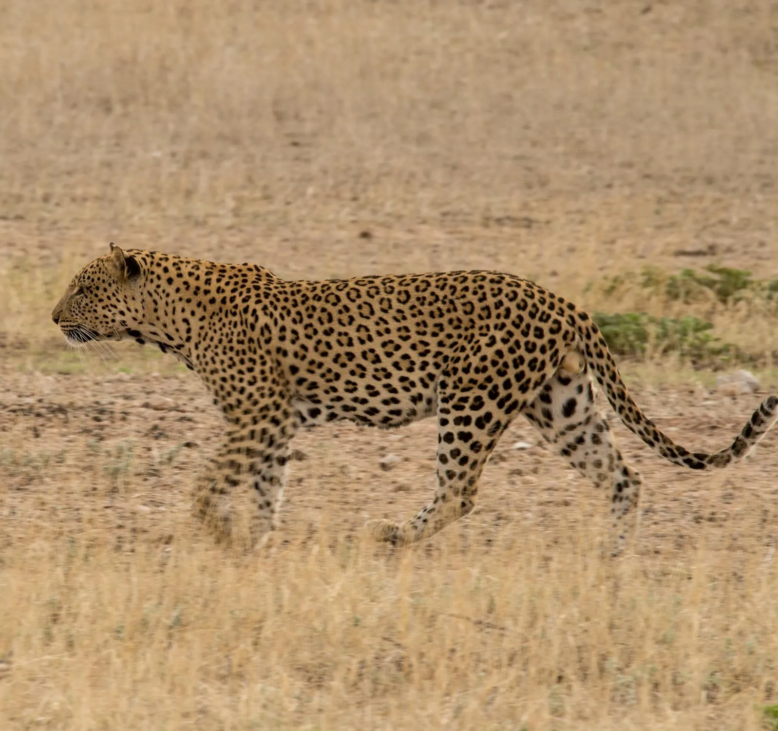 Bold Leopard Walking Across Dry Grass in an African Savanna