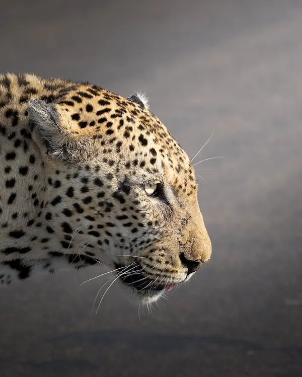 Bold Leopard Walking with Focused Eyes Close Up Wallpaper