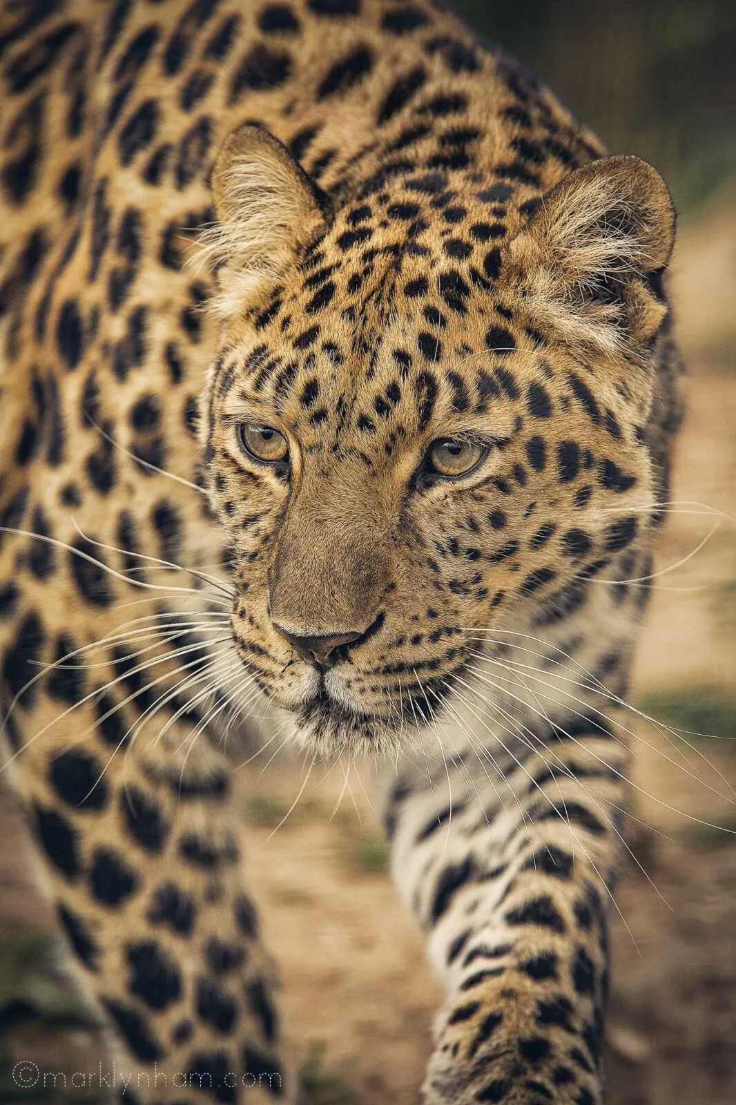 Bold Leopard Walking in the Jungle with an Alert Reaction