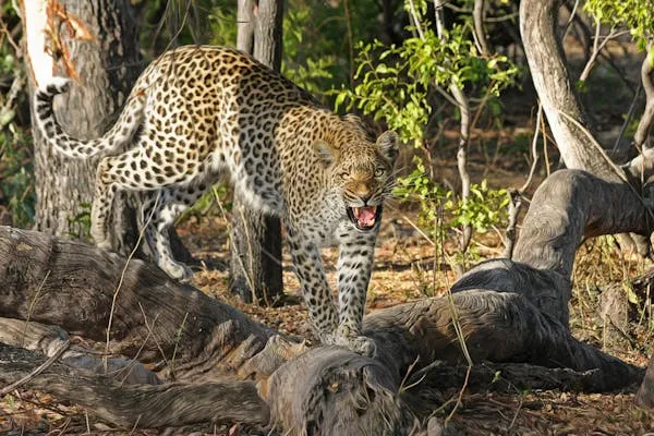 Bold Leopard Walking Low To the Ground Between Dry Trees