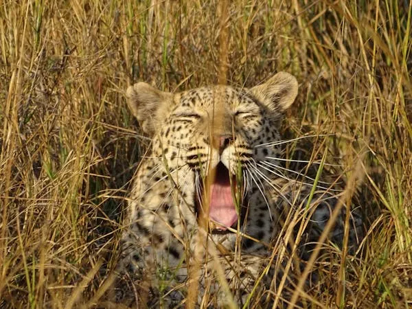 Bold Leopard Yawning in Tall Yellow Grass at Sunset Image