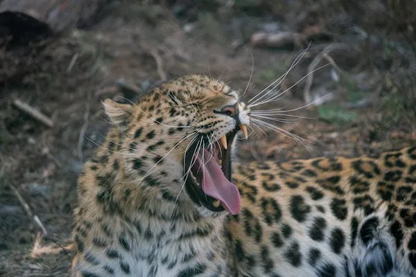 Bold Leopard Yawning Wide Early in Cool Morning Light