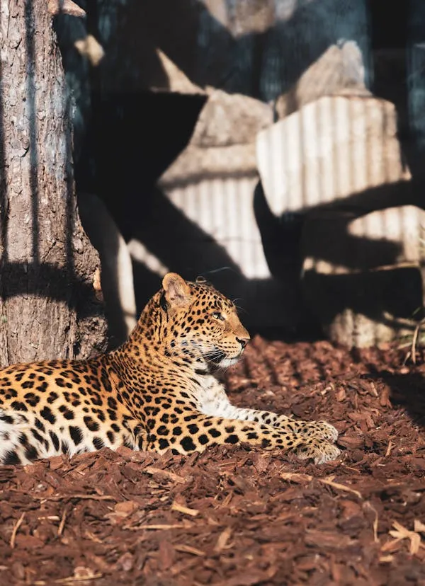 Bold Leopards Relaxing Inside Wooden Shelter at the Zoo