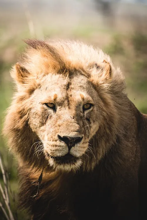 Bold Lion Looking with a Mindset HD Wildlife Photography