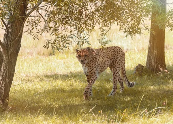 Brave Cheetah Walking Slowly in Sunny Forest Clearing