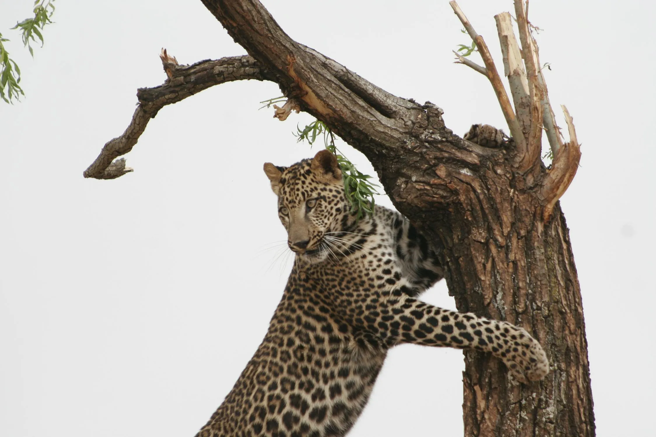 Brave Leopard Climbing Dry Tree in the Forest Wallpaper