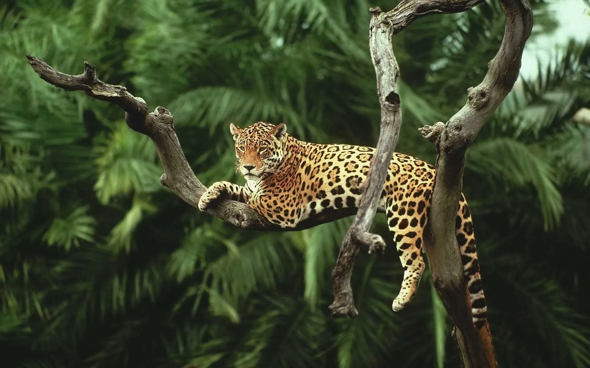 Brave Leopard Climbing Through Green Jungle Tree Wallpaper