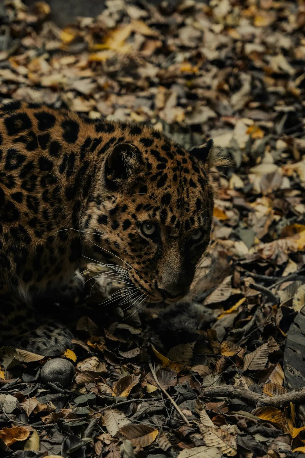 Brave Leopard Crouching Silently in Leaves and Stones