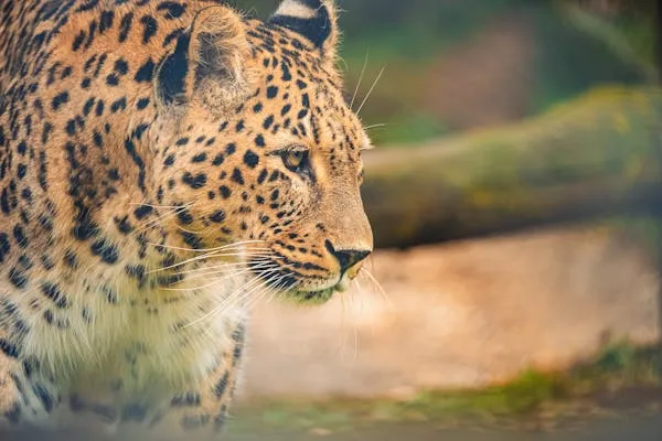 Brave Leopard Gazing Down and Walking in the Forest