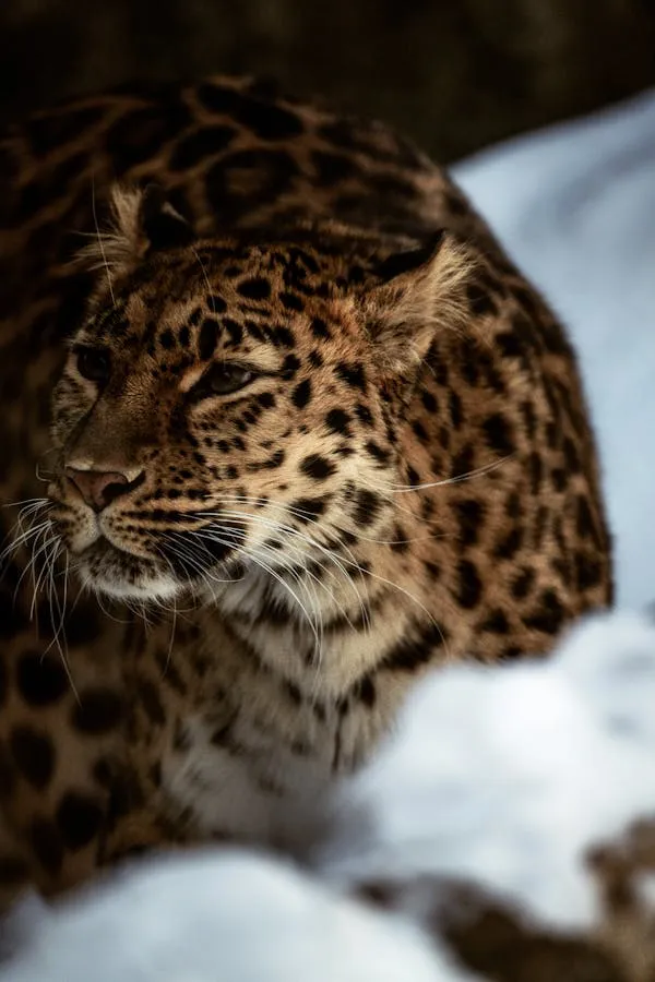 Brave Leopard Hiding in Snow with Focused Sideward Glance