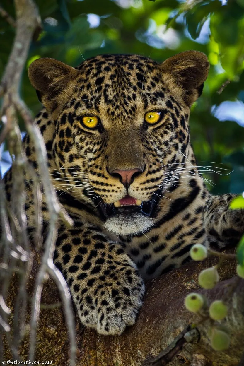 Brave Leopard Peeking Through Leaves While Resting Calmly