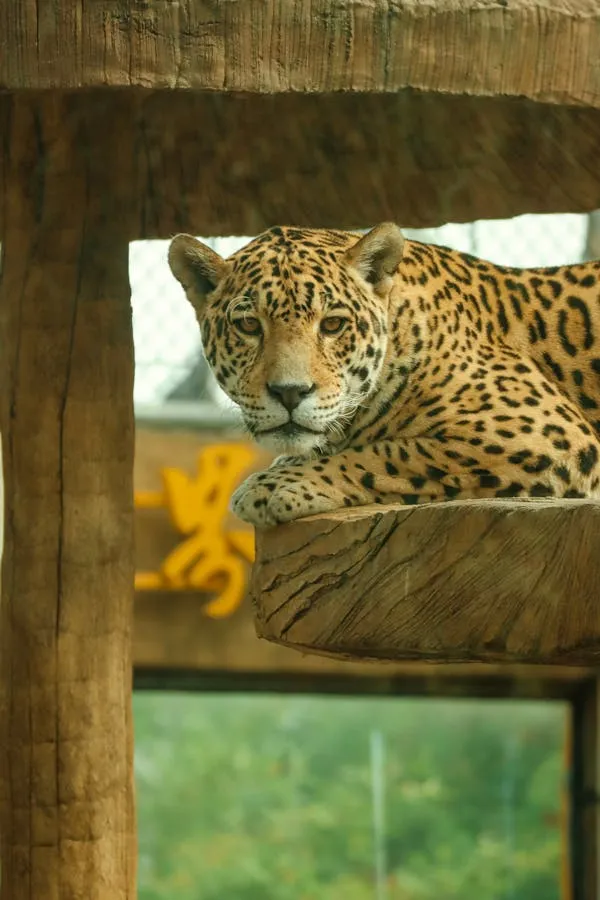 Brave Leopard Resting in Wooden Enclosure Free Wallpaper