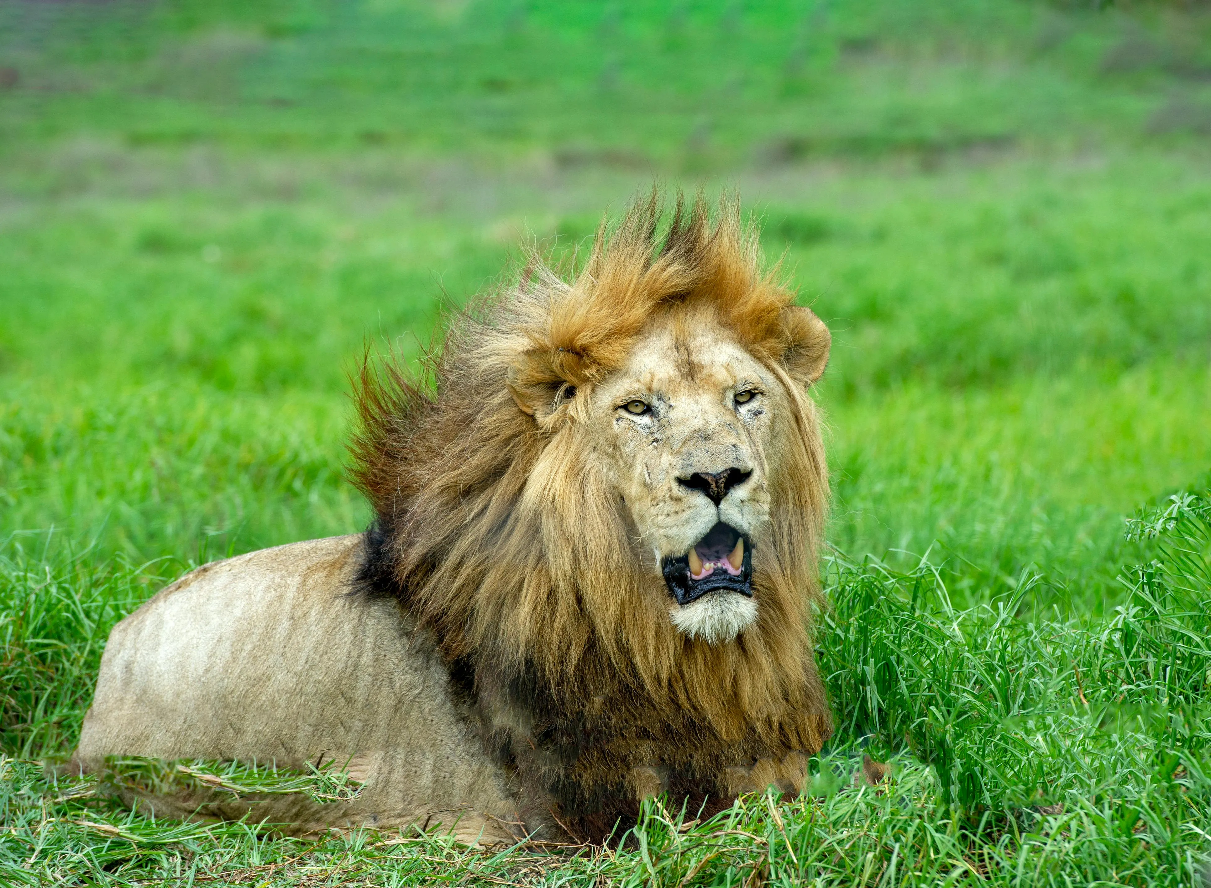 Brave Lion Resting in Vibrant Green Wildlife Photography