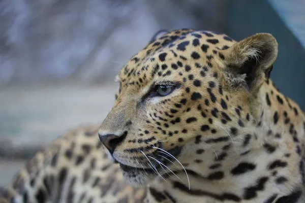 Calm Leopard with Detailed View Resting in Natural Light