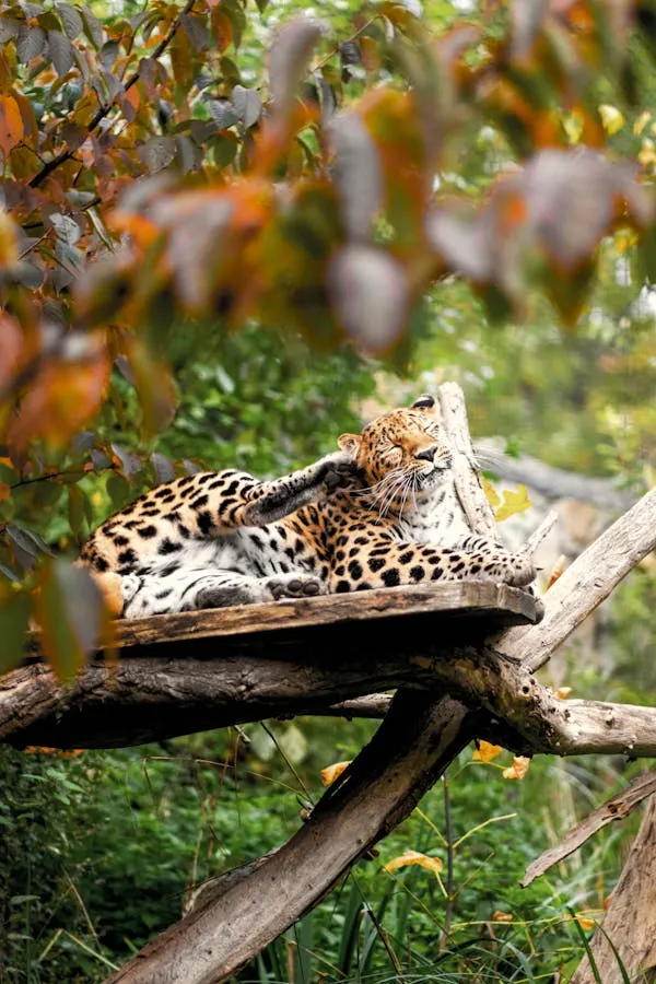 Calm Leopard Lying on Tree Branch Enjoying the Sunlight