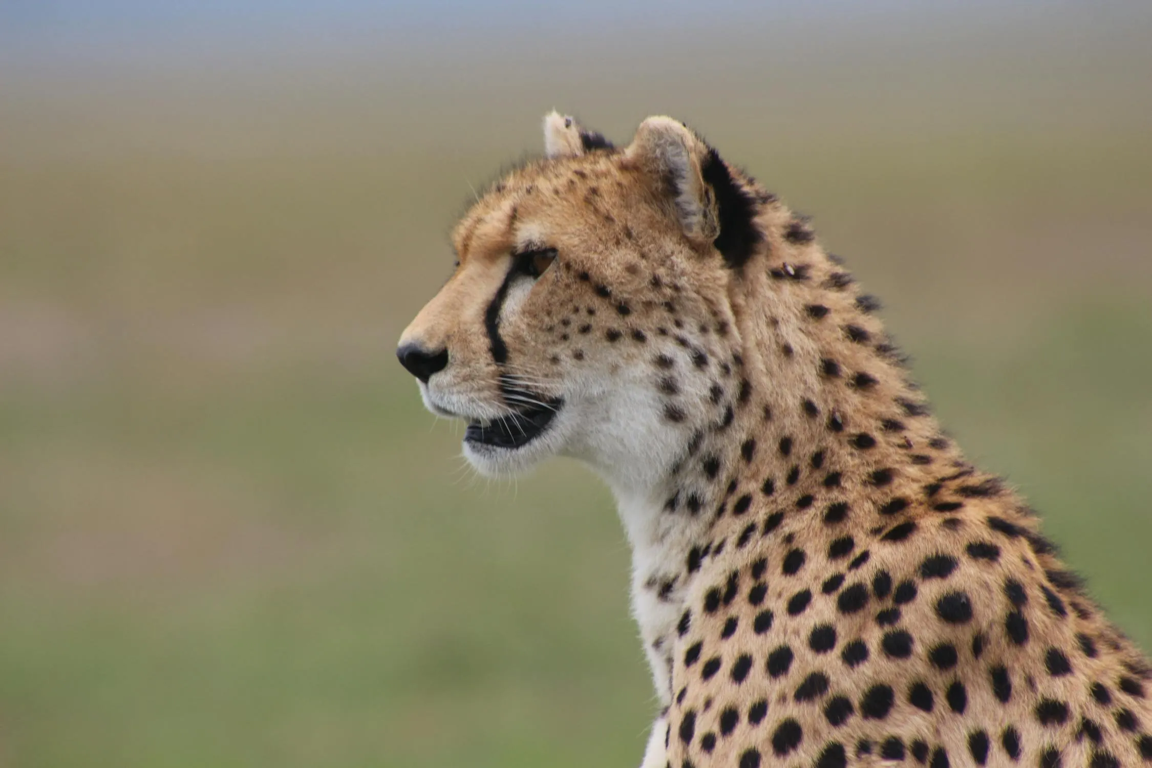 Cheetah Looking Sideways in Golden Grass in Jungle