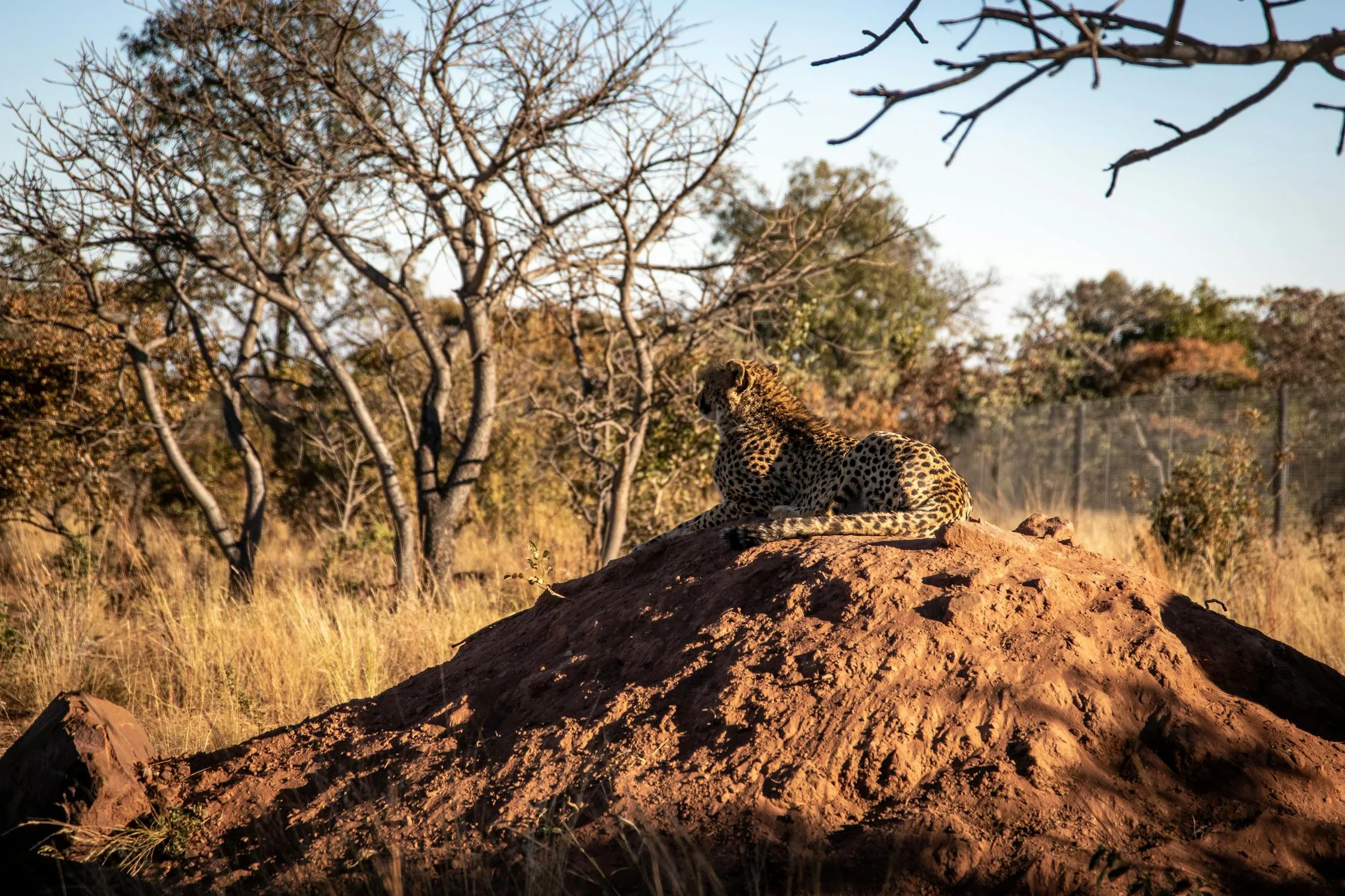 Cheetah Resting on the Clay Hill in the SavannJungle