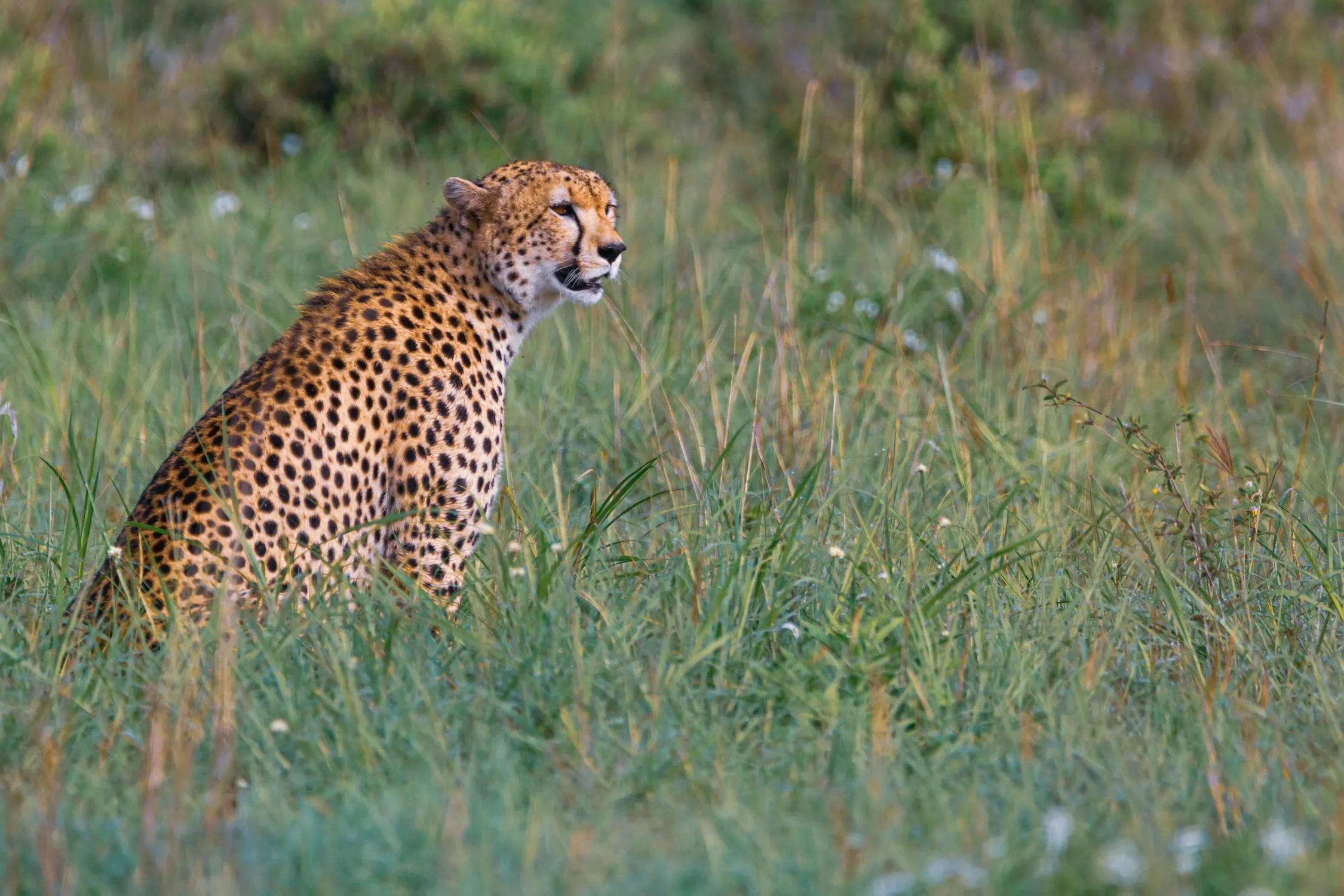 Cheetah Resting in Tall Grass on the African Plains HD Image