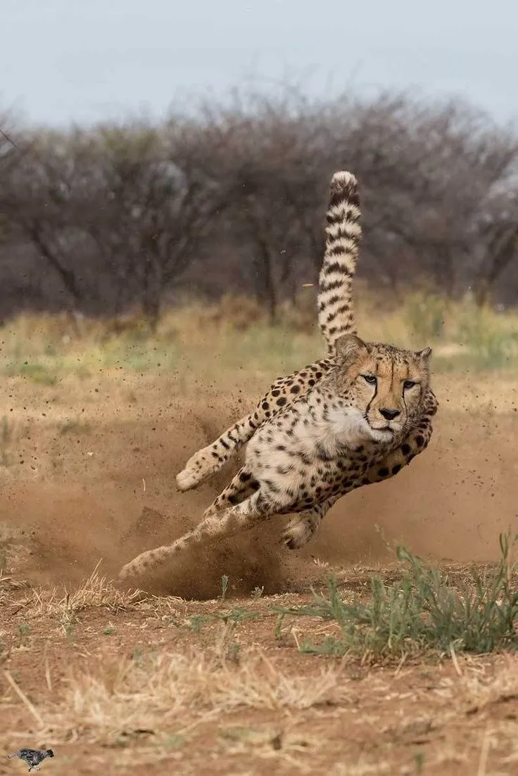 Cheetah Running Across Dusty Brown Landscape Wallpaper