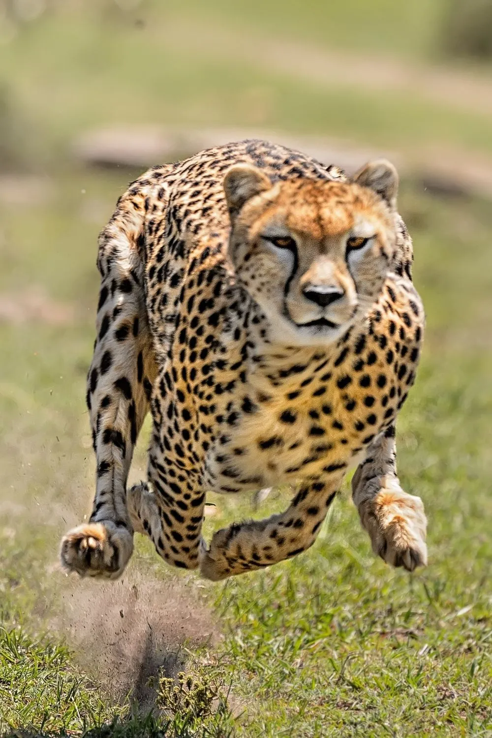 Cheetah Sprinting Fast Across Dry Grass in the Jungle