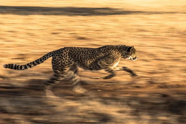 Cheetah Sprinting Fast Across Golden Field at Sunset