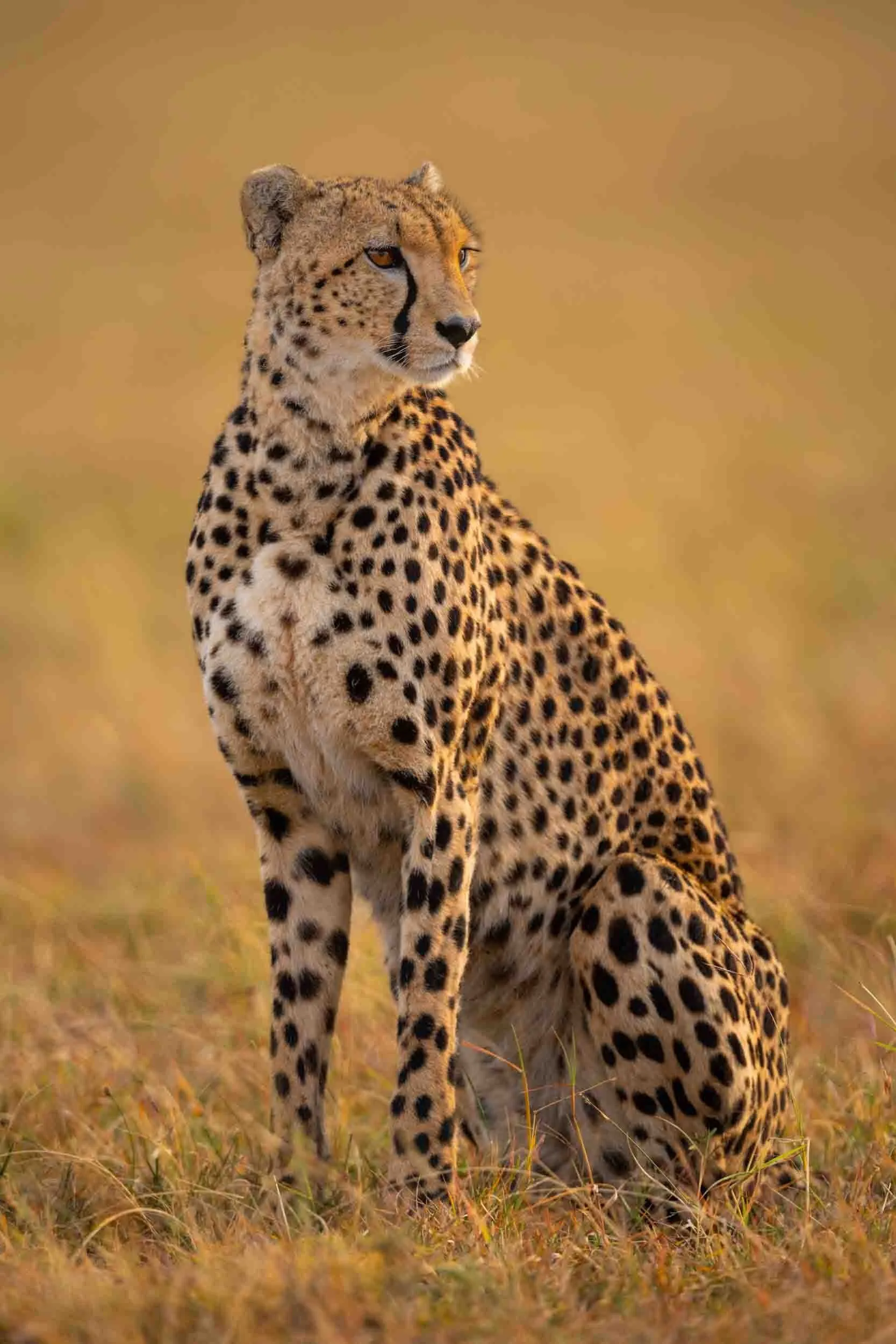 Cheetah Standing Alert on Dry Savannah During Sunset