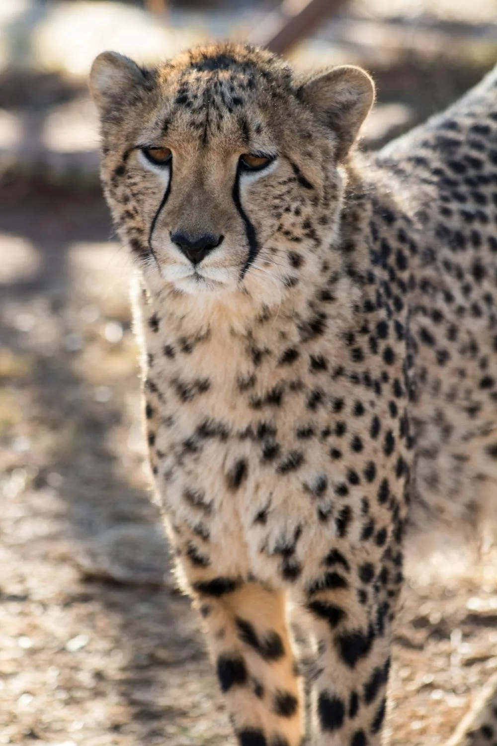 Cheetah Standing in Dry Grass with Deep Look Wallpaper