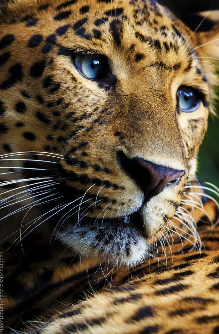 Close Look of Leopard Face Showing Sharp Blue Eyes Wallpaper