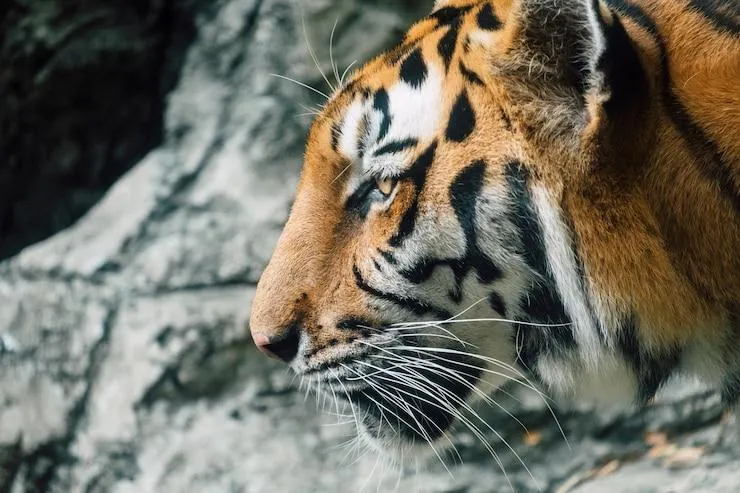 Close Up And Side View Of A Tiger In A Forest Picture