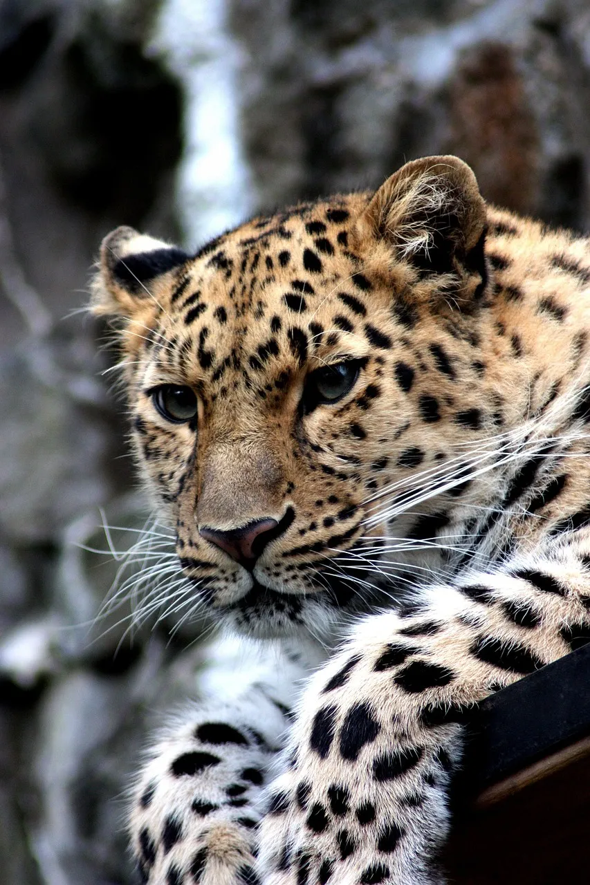 Close Up of Beautiful Leopard Looking Casually Wallpaper