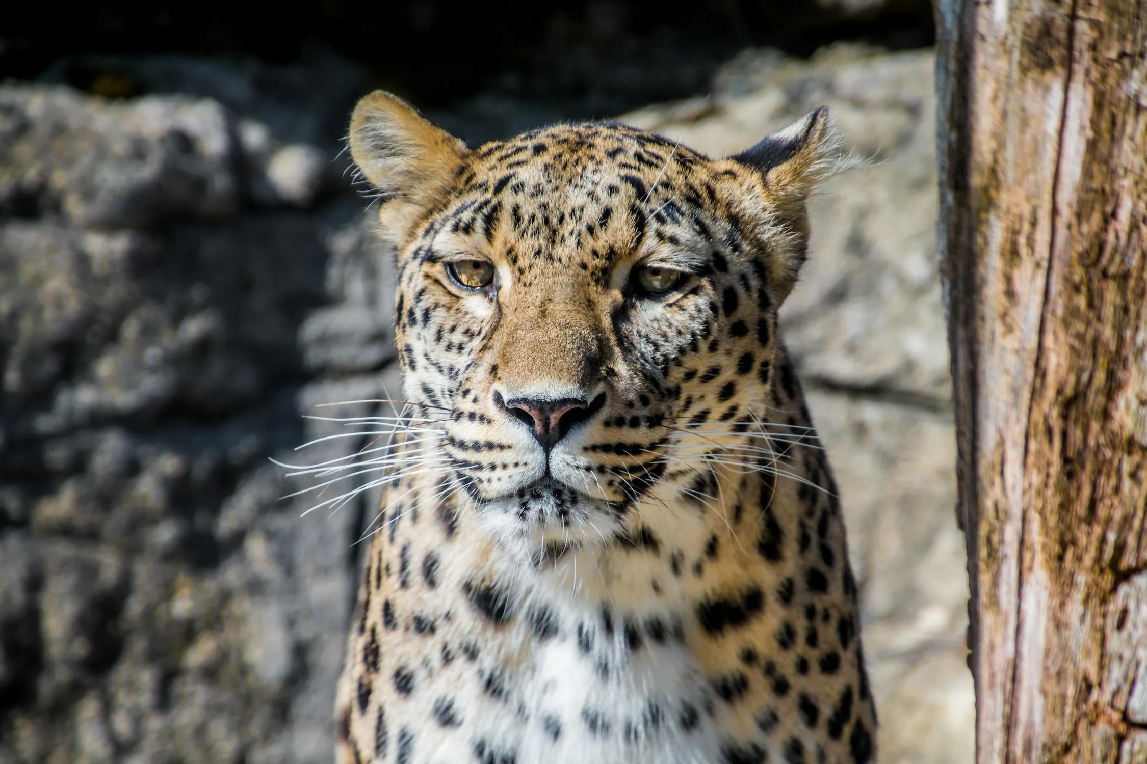 Close Up Face of Leopard Looking Casually Free Wallpaper