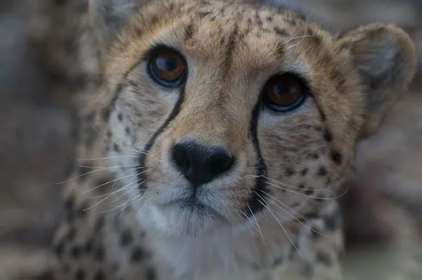 Close Up Face View of Cheetah Wildlife Photography