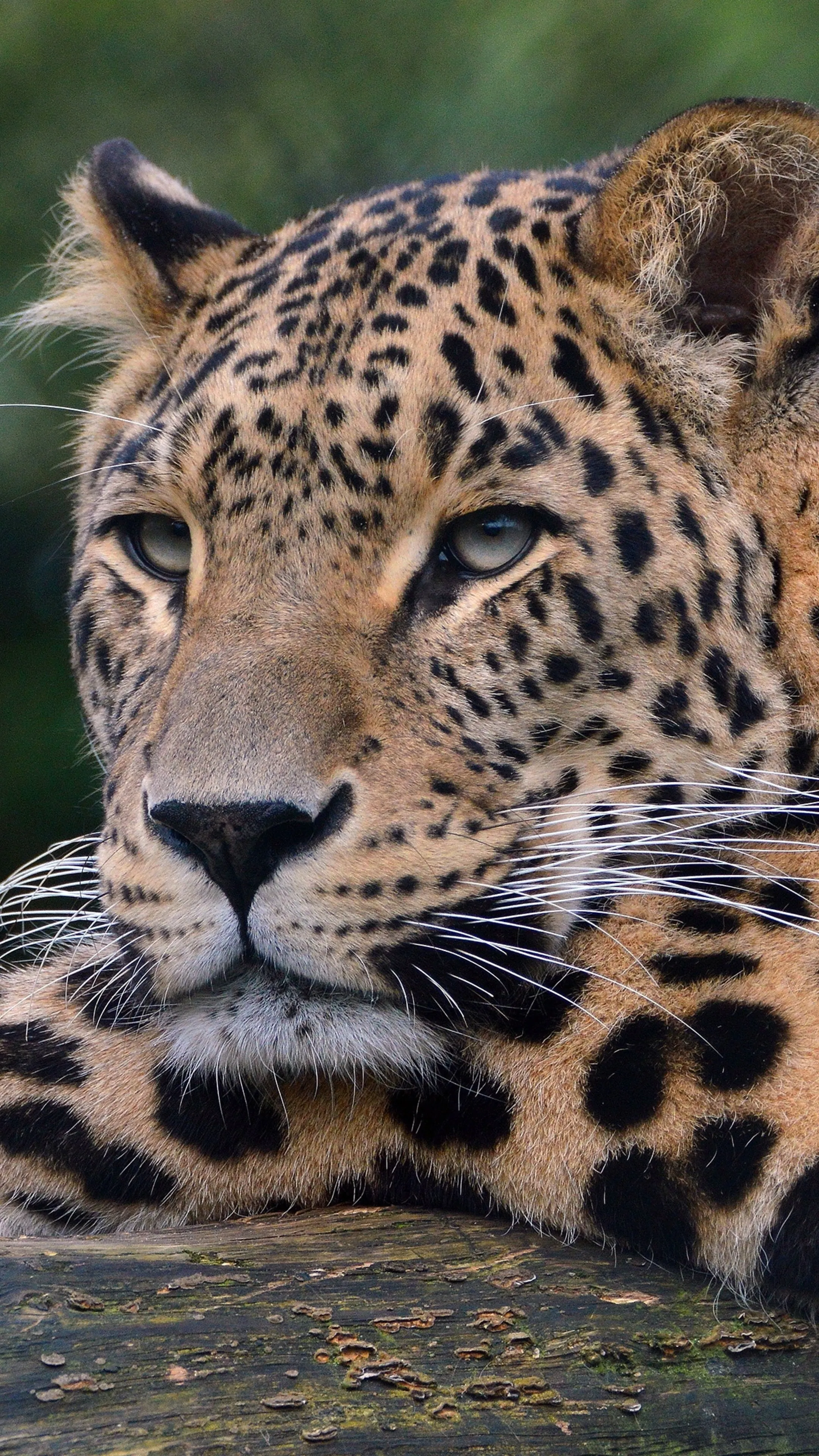 Close Up Face View of Leopard Lying on Tree Branch