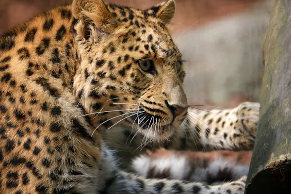 Close Up of Focused Leopard Looking Through Thick Branches