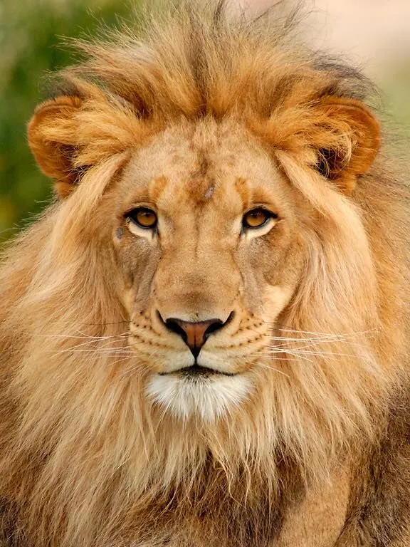 Close Up Image of Majestic Lion with Golden Wildlife Image