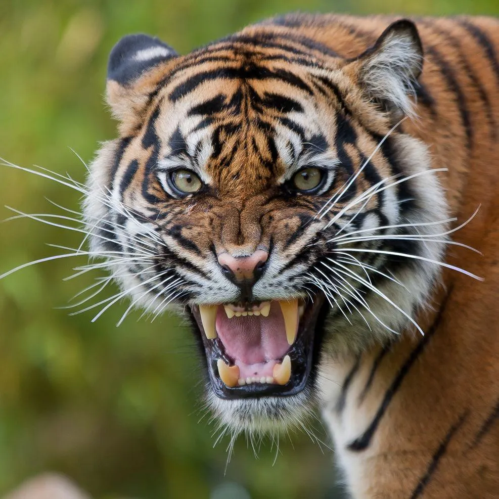 Close Up Image Of A Tiger With Big Teeth Portrait Wallpaper