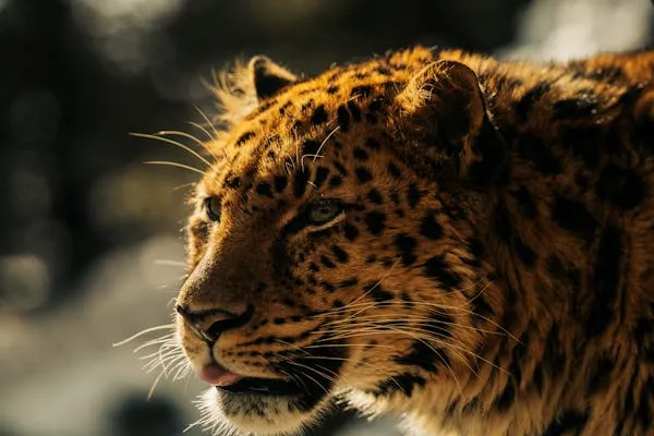 Close Up of Leopard Face Glowing with an Angry Expression