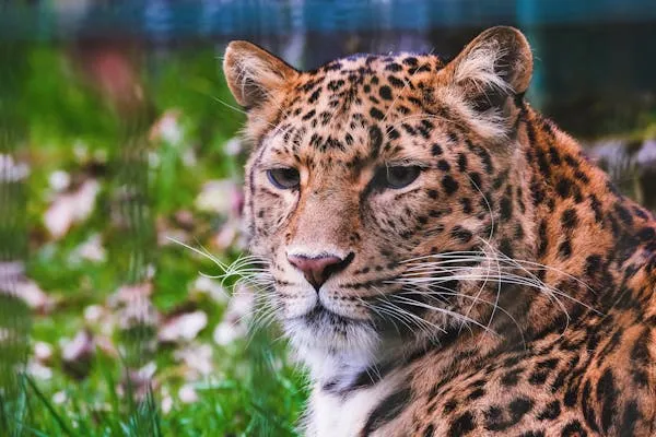 Close Up of Leopard Face Looking Into the Distance Wallpaper