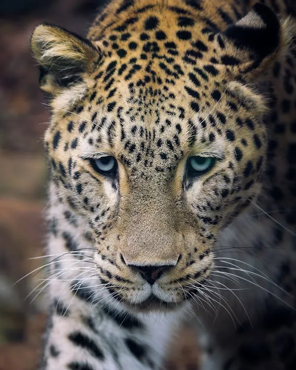 Close Up of Leopard Face with Sad Eyes Wildlife Wallpaper