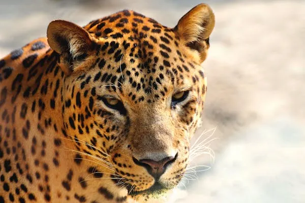 Close Up of Leopard Face Showing Beautiful Golden Fur