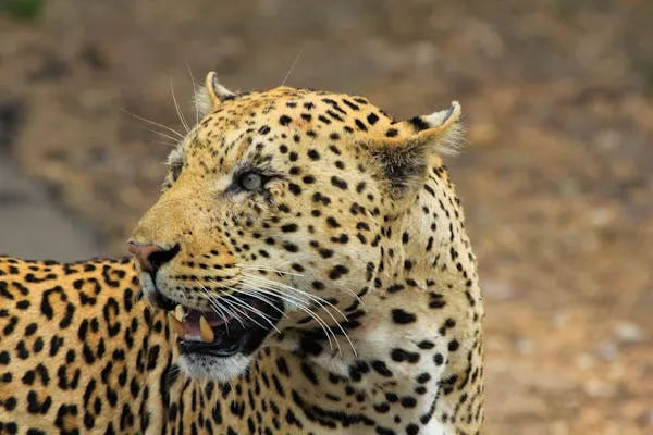 Close Up of Leopard with Golden Eyes in Dry Savanna