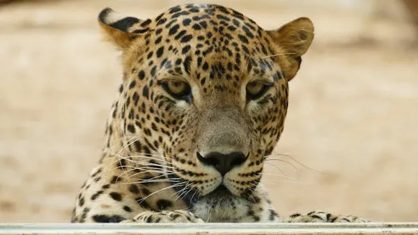 Close Up of Leopard with Intense Focus Desktop Wallpaper